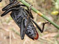 Grand capricorne du chene, Cerambyx cerdo (fam Cerambycides) (Photo F. Mrugala) (33)